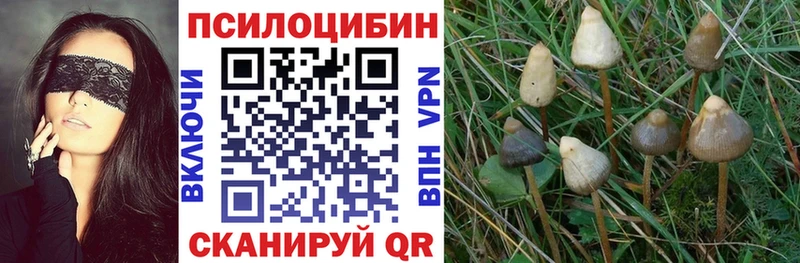 Псилоцибиновые грибы Psilocybe Удомля